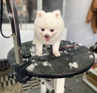 cắt tỉa lông cho thú cưng thuận an