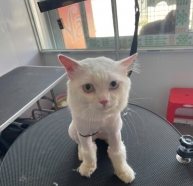 cắt tỉa lông thú cưng bình dương