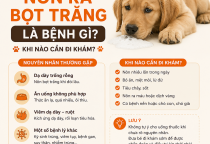 Chó Bị Nôn Ra Bọt Trắng Là Bệnh Gì? Khi Nào Cần Đi Khám?