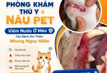 Lý Do Mèo Bị Viêm Nướu? Những Điều Người Nuôi Cần Hiểu Rõ