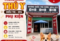 Tắm Cắt Chó Mèo Bình Dương – Chăm Sóc Định Kỳ Giúp Thú Cưng Luôn Sạch Sẽ Và Thoải Mái