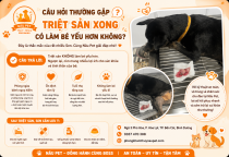 Triệt Sản Có Làm Bé Yếu Hơn Không? Những Điều Sen Nên Hiểu Đúng Khi Chăm Sóc Thú Cưng