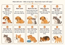 10 Bệnh Thường Gặp Trên Chó Mèo: Dấu Hiệu Nhận Biết Và Cách Phòng Ngừa