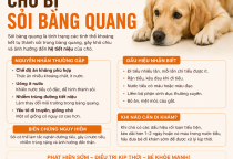 Chó bị sỏi bàng quang: Dấu hiệu nhận biết, nguyên nhân và cách điều trị