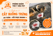 Triệt Sản – Cắt Buồng Trứng Cho Thú Cưng Cái: Giải Pháp Chăm Sóc Sức Khỏe Được Nhiều Sen Lựa Chọn Tại Nâu Pet