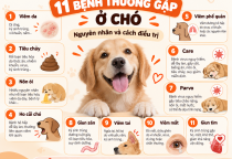 11 Bệnh Thường Gặp Ở Chó: Nguyên Nhân Và Cách Điều Trị