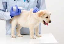 Phòng Bệnh Dại Ở Chó Mèo – Việc Quan Trọng Không Thể Bỏ Qua