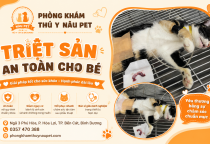 Triệt sản thú cưng uy tín tại Bình Dương – Giải pháp chăm sóc sức khỏe toàn diện tại Nâu Pet