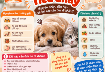 Chó Mèo Bị Tiêu Chảy: Nguyên Nhân, Dấu Hiệu Và Khi Nào Cần Đưa Đi Khám