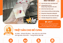 Sau Khi Triệt Sản Cần Chăm Sóc Thú Cưng Như Thế Nào?