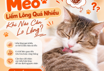 Mèo Liếm Lông Quá Nhiều: Khi Nào Cần Lo Lắng?