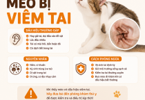 Mèo bị viêm tai: Dấu hiệu, nguyên nhân, cách điều trị và phòng ngừa