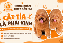 Grooming thú cưng tại Nâu Pet – Xu hướng chăm sóc và làm đẹp hiện đại cho chó mèo