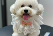 Dịch Vụ Spa & Grooming Thú Cưng – Nâu Pet Spa Thú Cưng Bình Dương