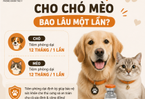 Tiêm phòng dại cho chó mèo bao lâu một lần?