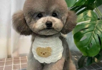 Tẩy Giun Cho Chó Mèo Đúng Cách – Bao Lâu Một Lần Là Đủ?