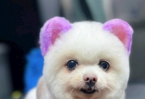 Cách Phân Biệt Các Loại Ve Chó Thường Gặp Và Cách Trị Tận Gốc