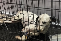 Dấu Hiệu Thú Cưng Bị Bệnh Đường Ruột, Bệnh Ve Rận – Cảnh Báo Sớm Để Bảo Vệ Boss Yêu!