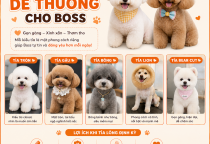 Kiểu Tỉa Dễ Thương Cho Boss Được Nhiều Sen Yêu Thích Hiện Nay