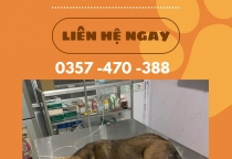 Spa Thú Cưng Làm Đẹp Ở Bình Dương – Chăm Sóc Boss Yêu Tại Nâu Pet