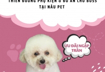 Phụ Kiện Và Thức Ăn Cho Thú Cưng Ở Bình Dương – Mua Ở Đâu Uy Tín?