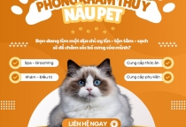 Cạo Vôi Răng Cho Thú Cưng Tại Nâu Pet – Chăm Sóc Răng Miệng Tận Tâm Cho Bé Yêu
