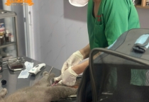 Sỏi Bàng Quang Ở Mèo: Dấu Hiệu – Nguyên Nhân – Cách Điều Trị Tại Nâu Pet Bình Dương