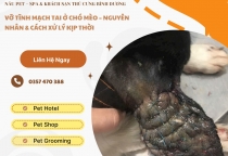  Vỡ Tĩnh Mạch Tai Ở Chó Mèo – Cảnh Báo Bệnh Lý Thường Gặp Nhưng Ít Người Biết!