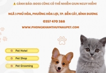 Dịch Vụ Tẩy Giun Đũa, Giun Móc Cho Thú Cưng – Nâu Pet