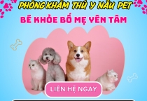 Spa Thú Cưng Bình Dương – Chăm Sóc Toàn Diện Cho Boss Tại Nâu Pet