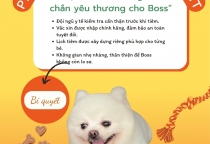 Phòng khám thú cưng uy tín Bình Dương – Điểm đến tin cậy cho Boss yêu