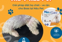 Diệt bọ chét – ve rận cho thú cưng tại Bình Dương | Giải pháp an toàn cùng NexGard