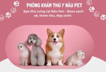 SPA THÚ CƯNG BÌNH DƯƠNG - PHÒNG KHÁM THÚ Y NÂU PET