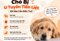 Chó Bị U Tuyến Tiền Liệt: Khi Nào Cần Kiểm Tra?