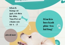 Điều Trị Bệnh Thú Cưng Ở Bình Dương – Phòng Khám Thú Y Nâu Pet