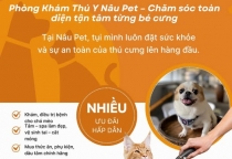 Mùa mưa ở Bình Dương — bệnh thường gặp ở thú cưng và cách phòng tránh