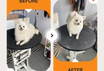 Cắt Tỉa – Biến Hiền Thành Siêu Mẫu Tại Nâu Pet