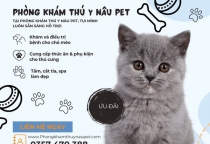 Spa Thú Cưng Bình Dương – Cắt Tỉa, Làm Đẹp Cho Boss Tại Nâu Pet