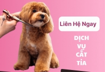 Dịch Vụ Cắt Tỉa Thú Cưng Tại Bình Dương – Phòng Khám Thú Y Nâu Pet