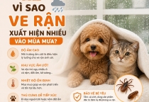 Vì Sao Ve Rận Xuất Hiện Nhiều Vào Mùa Mưa? Nguyên Nhân Và Cách Phòng Ngừa Hiệu Quả