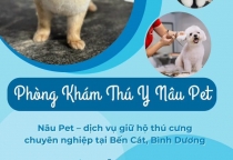 Phòng Khám Thú Cưng Bình Dương – Địa Chỉ Chăm Sóc Toàn Diện Cho Pet Tại TP. Bến Cát