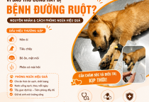 Vì Sao Thú Cưng Hay Bị Bệnh Đường Ruột? Nguyên Nhân Và Cách Phòng Ngừa Hiệu Quả
