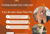 3 Lý Do Nên Chọn Phòng Khám Thú Y Nâu Pet – Địa Chỉ Thú Y Uy Tín Tại Bến Cát