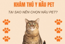 5 Lý Do Bạn Nên Chọn Dịch Vụ Spa Và Cắt Tỉa Thú Cưng Tại Nâu Pet