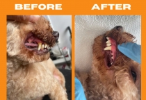 DỊCH VỤ CẠO VÔI RĂNG THÚ CƯNG Ở BÌNH DƯƠNG – VÌ SAO CẦN CẠO VÔI RĂNG ĐỊNH KỲ?