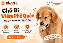 Chó Bị Viêm Phế Quản: Nguyên Nhân Và Triệu Chứng