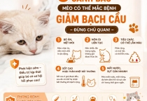 5 Dấu Hiệu Cảnh Báo Mèo Có Thể Mắc Bệnh Giảm Bạch Cầu