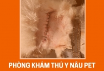 Dịch Vụ Xử Lý Vết Thương Cho Thú Cưng Tại Phòng Khám Thú Y Nâu Pet