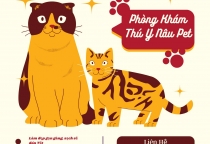 Dịch vụ lưu trú khách sạn thú cưng 2026 tại Phòng khám thú y Nâu Pet