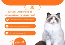 Dịch vụ lưu trú tốt nhất 2026 tại Phòng khám thú y Nâu Pet – Xu hướng chăm sóc thú cưng hiện đại